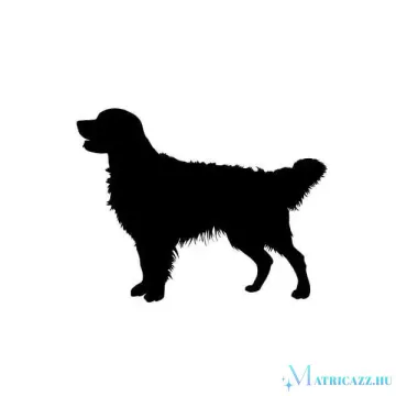 Golden retriever matrica 0