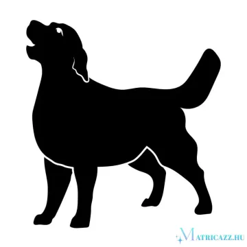 Golden retriever matrica 6