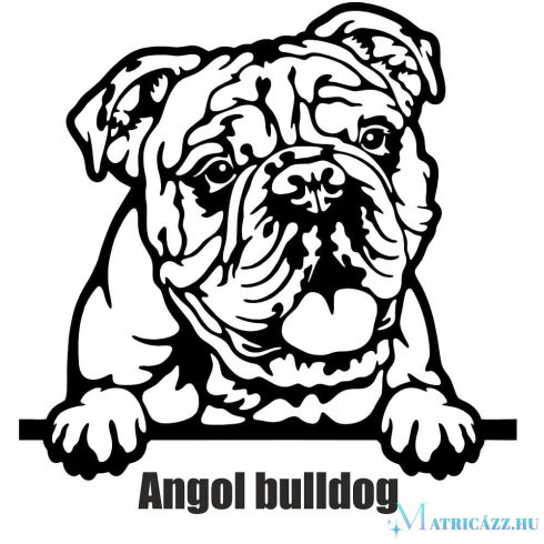 Angol bulldog matrica 30 cm