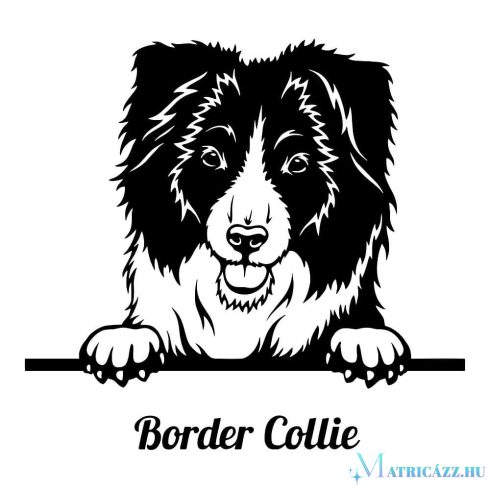 Border collie matrica 11