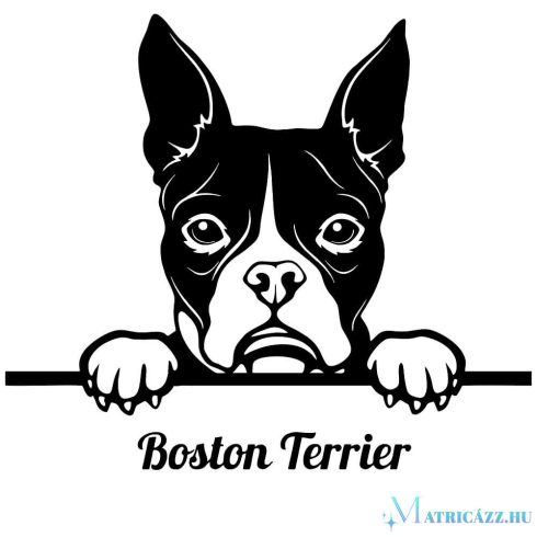 Boston terrier matrica 19