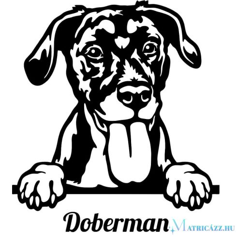 Dobermann matrica 30 cm