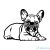 Francia bulldog matrica 22