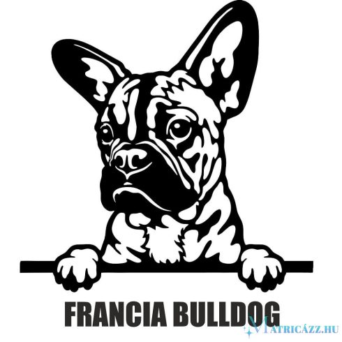Francia bulldog matrica 30 cm