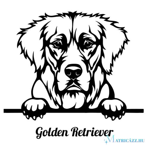Golden retriever matrica 9