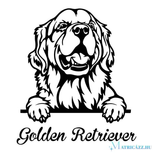 Golden retriever matrica 11
