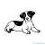 Jack russel matrica 11