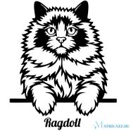 Ragdoll macska matrica