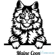 Maine Coon macska matrica