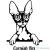 Cornish Rex macska matrica